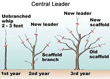 pruning plum trees to keep them small - Yahaira Aldridge