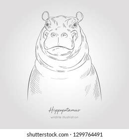 Realistic Hand Drawn Vector Sketch Hippo Stock Vector (Royalty Free) 1299764491 | Shutterstock