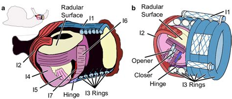 Cutaway views of a) Aplysia buccal mass anatomy located in the animal... | Download Scientific ...