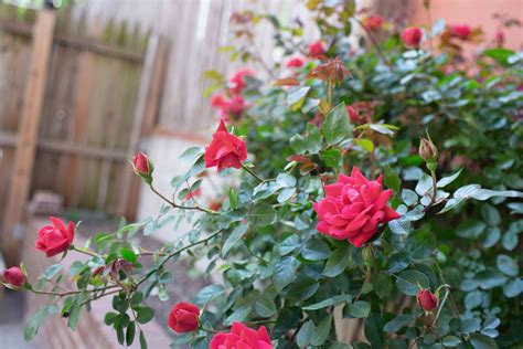 15 Types of Roses for Your Garden