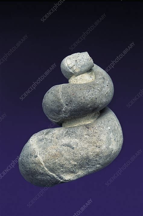 Fossil snail - Stock Image - F031/9800 - Science Photo Library