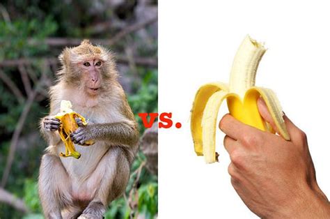 Here's How Monkey Peel Bananas, And Why You Shouldn't Do It That Way