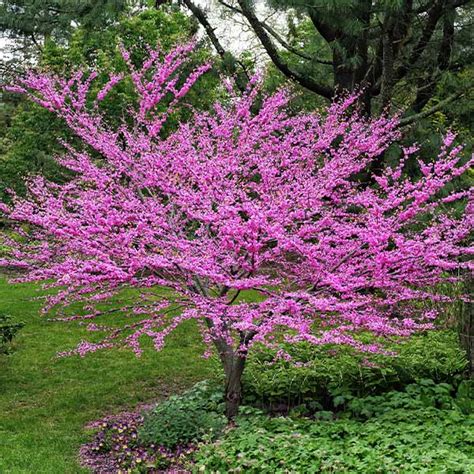 Eastern Redbud Trees for Sale – FastGrowingTrees.com