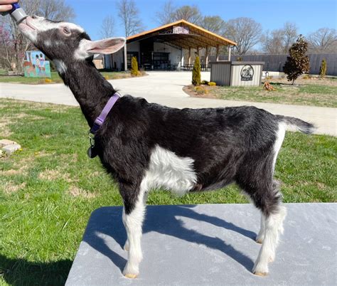 Full blooded Alpine Dairy goat, Zyia "DOE" Born 1-13-2023 | Harmony Lane Farms