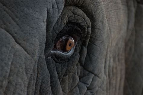 Elephant Eye Image | National Geographic Your Shot Photo of the Day