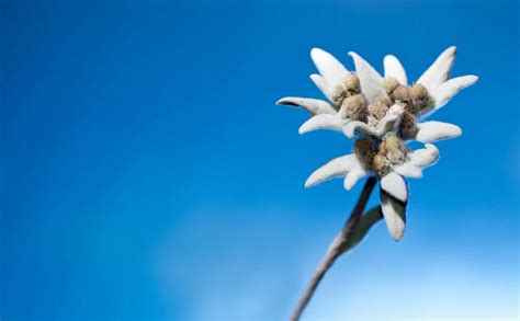 Edelweiss Flowers: An In-Depth Look at Their Meaning, Symbolism, and Cultural Significance ...