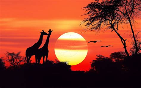 African Sunset Wallpapers - Top Free African Sunset Backgrounds - WallpaperAccess