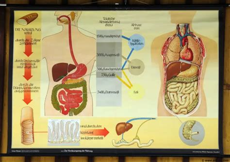 Vintage Rollable Wall Chart Anatomy Of Coelenterates Building Plan | Sexiz Pix