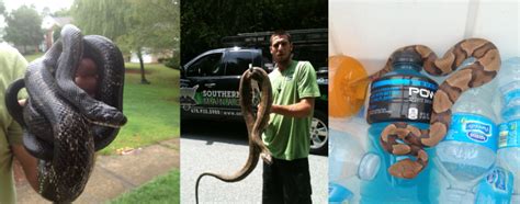 Snake-Removal - Southern Wildlife Management