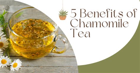 5 Benefits of Chamomile Tea