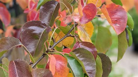 Ornamental Pear Trees for your Garden - TheTreeShop