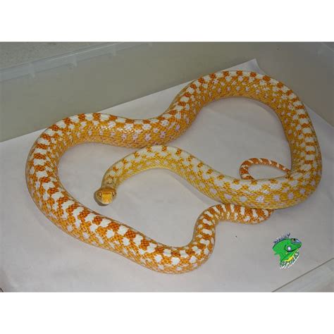 Albino San Diego Gopher Snake – Adult Female – Strictly Reptiles Inc.