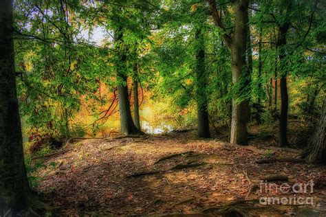 Wooded Fall Scene Photograph by Warrena J Barnerd