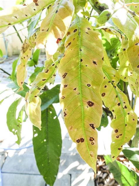 Recognizing Mango Disease Symptoms - Learn About Managing Mango Tree ...