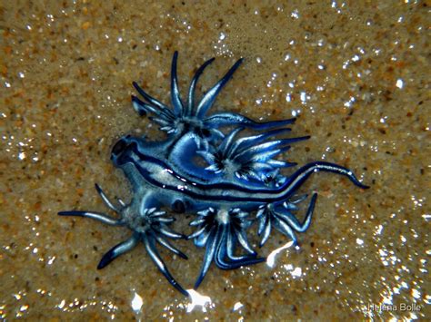 "Glaucus Atlanticus - Sea Slug" by Helena Bolle | Redbubble