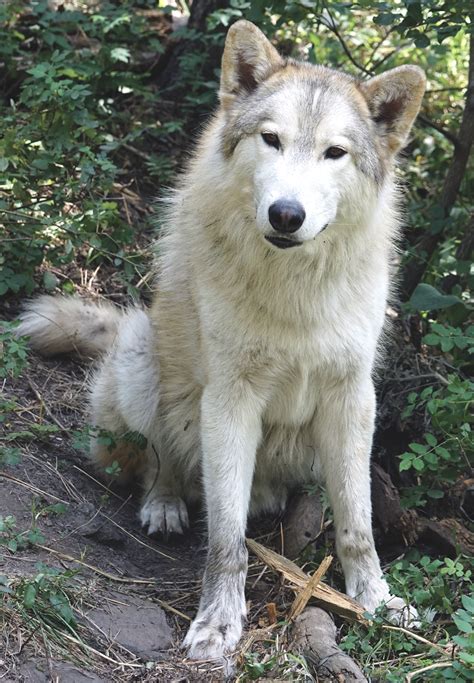 Would a dog mate with a wolf? The Ultimate Guide – KeepingDog