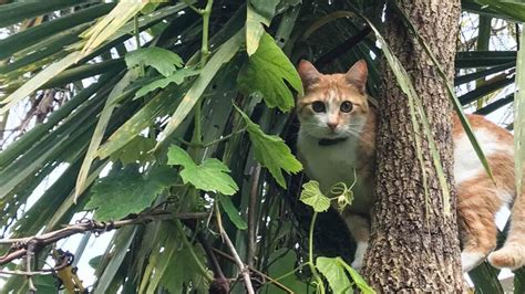 Cat in Tree Rescue: How Does it Work? - The Cat Bandit Blog