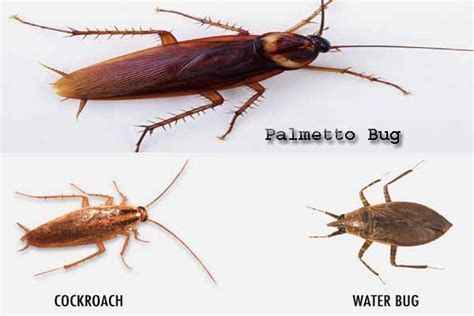 Cockroach Vs Palmetto Bug - Palmetto bug vs cockroach species: