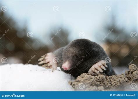 Mole stock image. Image of nose, blind, pest, field, rodent - 13969651