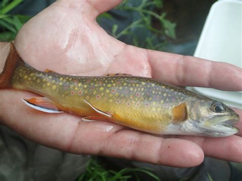 N.S. wild brook trout hold firm against millions of hatchery releases: study | CBC News