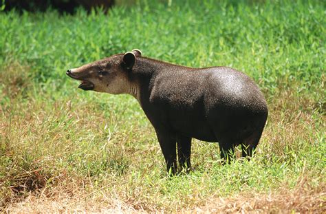 Baird s Tapir (Tapirus bairdi). Costa … – License image – 70136909 lookphotos