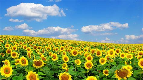 Field Of Sunflowers Wallpapers - Wallpaper Cave