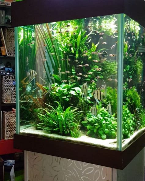 DIY fish tank decorations Themes Aquascaping, Fresh Water Decor Ideas ...