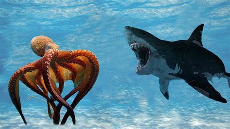 Incredible Fight! Mega Shark Vs Giant Octopus | National Geographic | Mega shark, Giant octopus ...