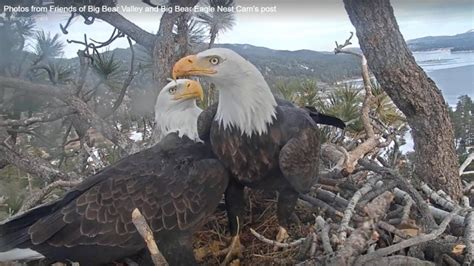 Big Bear bald eagle nest cam catches first egg of 2020 | cbs8.com