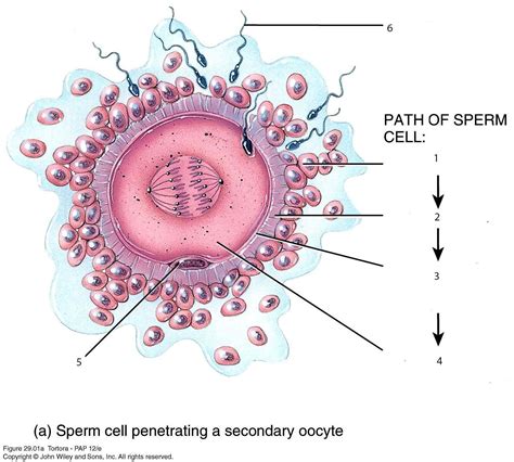 This is how I will be fertilized when I am a secondary oocyte. The ...