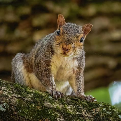 Eastern Gray Squirrel Photograph by Rachel Morrison