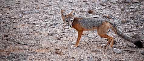 JWM study: Off-highway vehicles encroaching on kit fox habitat | THE ...