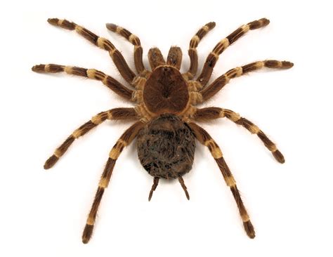 Top 10 most dangerous spiders in Australia - First Aid Course