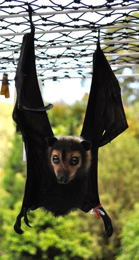 Flying fox orphans - Tolga Bat Hospital