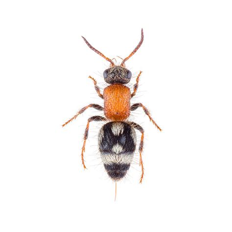 Velvet Ant Wasp Identification, Habitat & Behavior | Florida Pest Control