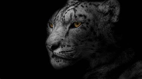 35 Amazing Snow Leopard Wallpaper 4k Download For Free | Lumegram