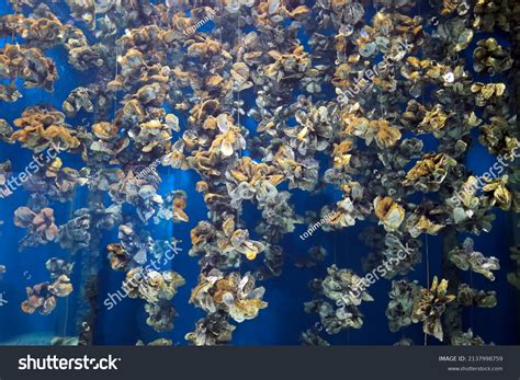 Oyster Farming Farming Bivalve Stock Photo 2137998759 | Shutterstock