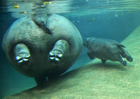 It's Swimtime For Berlin's Baby Hippo! | POPSUGAR Pets