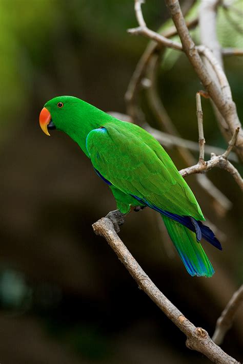 Parrot | San Diego Zoo Animals & Plants