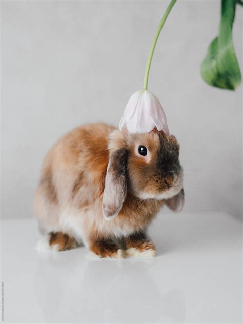 "Adorable Bunny Sniffing Flower" by Stocksy Contributor "Alina Hvostikova" - Stocksy