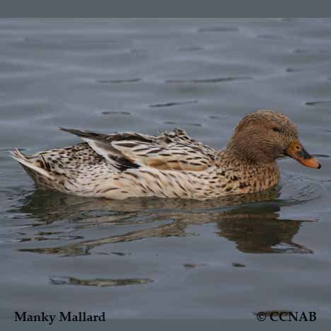 Manky Mallard (Anas platyrhynchos) - North American Domesticated Ducks ...