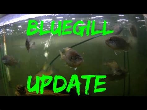 Bluegill aquarium Update - YouTube