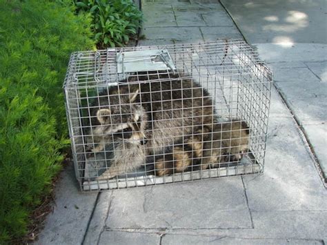 raccoon pictures | Raccoon pest control is best done by a professional; raccoons can ...