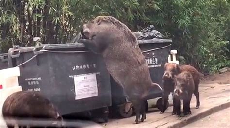 A Giant Wild Boar Was Filmed While It Was Searching For Food In A Dumpster - Health Thoroughfare