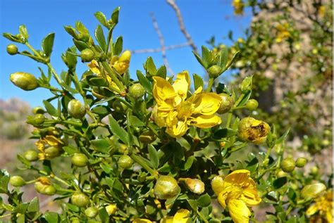 Planta La Gobernadora (Larrea tridentata) - Tollán Herbolaria