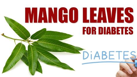 Top 10 Medicinal Benefits of Mango Leaves and Uses – Wealth Result