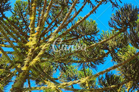 Brazilian Araucaria angustifolia Parana pine tree - Photos by Canva