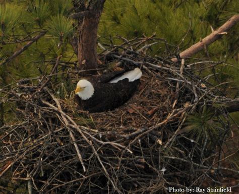 Bald Eagles - Kentucky Department of Fish & Wildlife