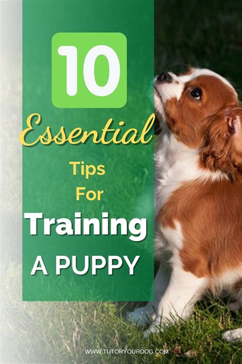 10 Essential Tips For Training A Puppy - Tutor Your Dog