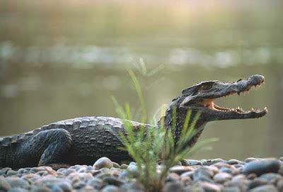 Caiman Facts-Info and New Photos | The Wildlife